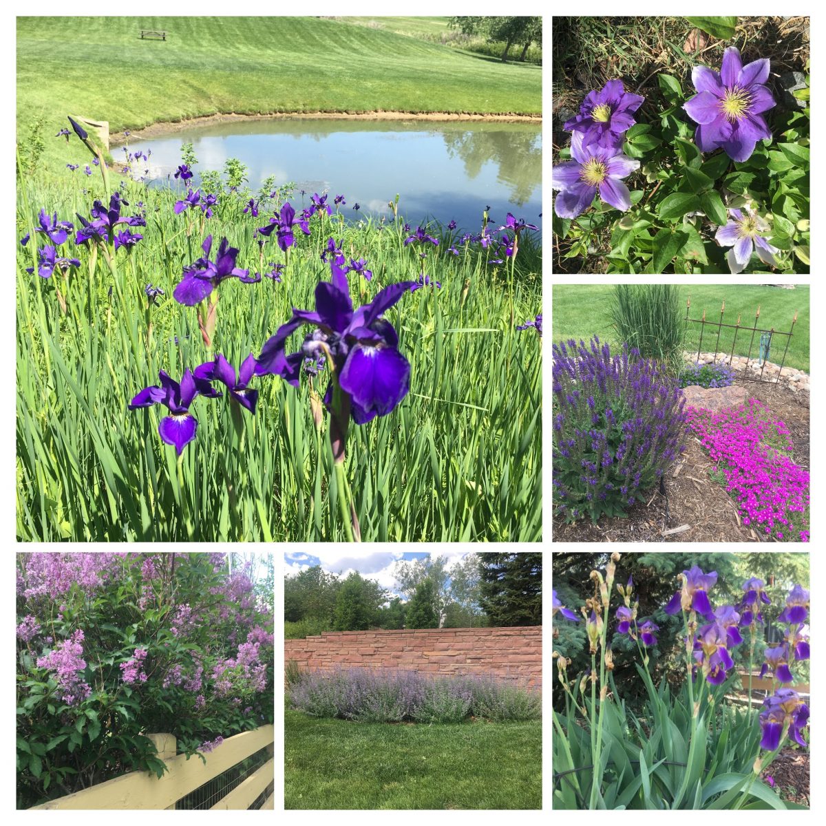 Purple Flowers in Superior, CO
