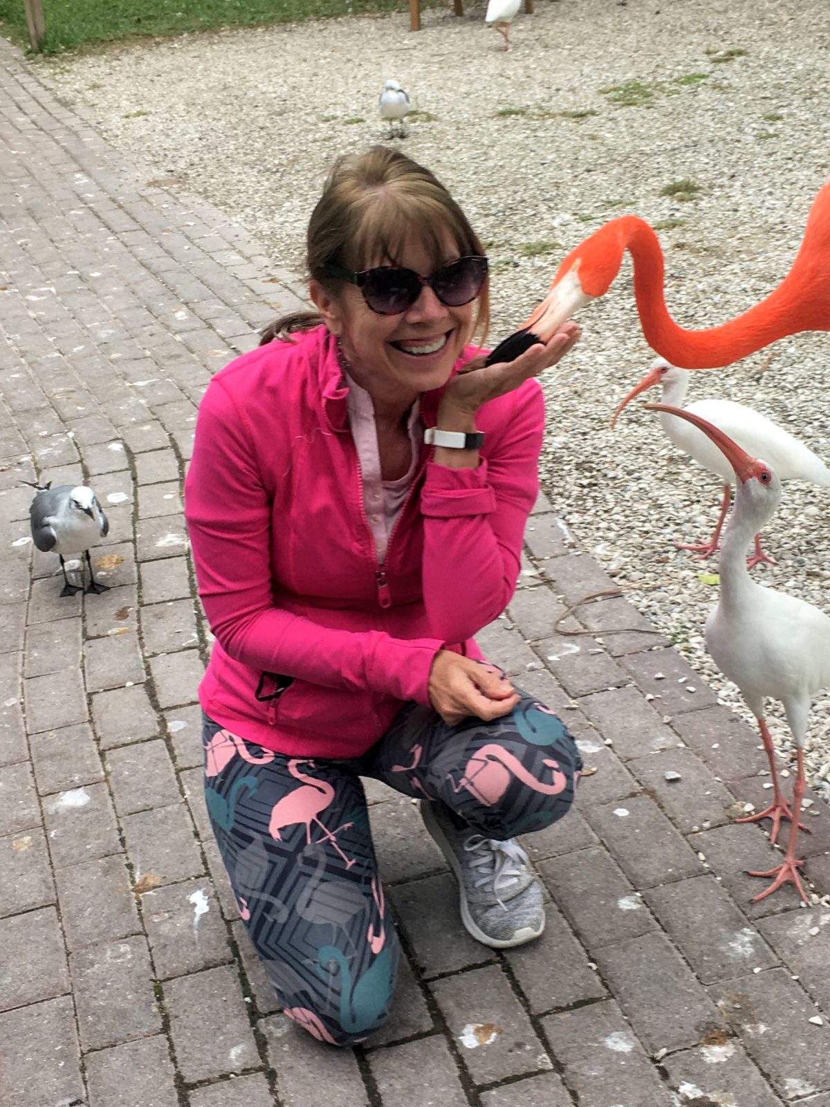 Adopted Flamingo at Sarasota Jungle Gardens