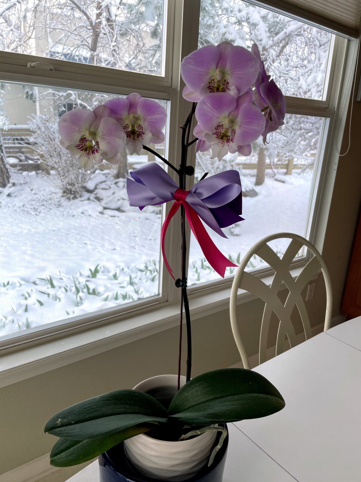 Happy National Orchid Day