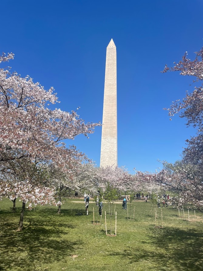 April Adventure: The Cherry Blossom Festival in Washington DC